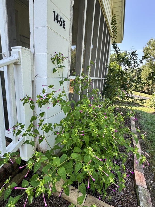Albemarle House: 1468 Hilltop Street